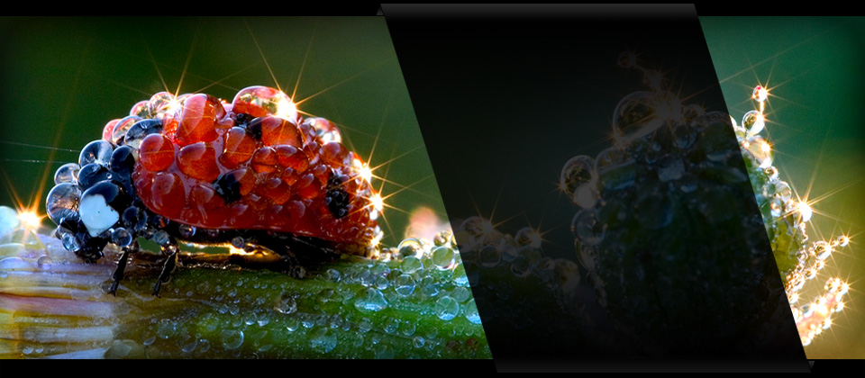 Home - Ladybug